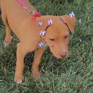 Meet your Posher, Abby